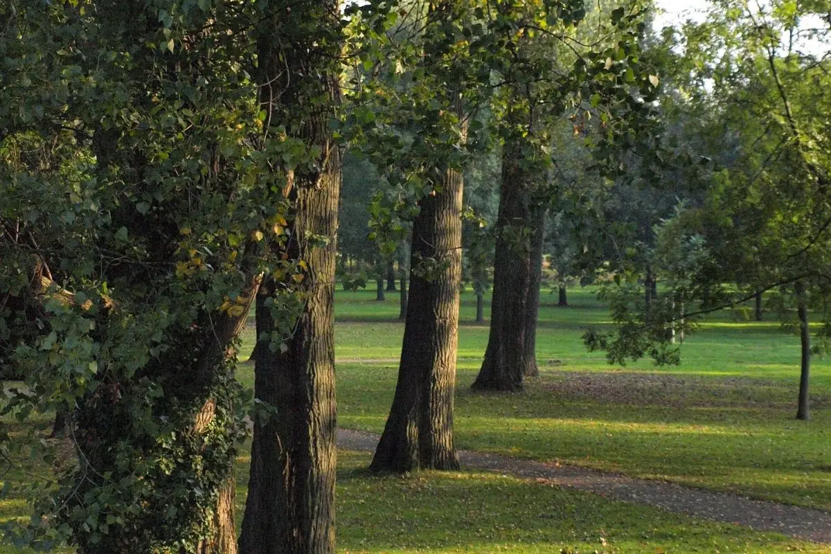 Non solo l’aspetto: ecco la differenza fondamentale tra questi tipi di alberi che cambia tutto