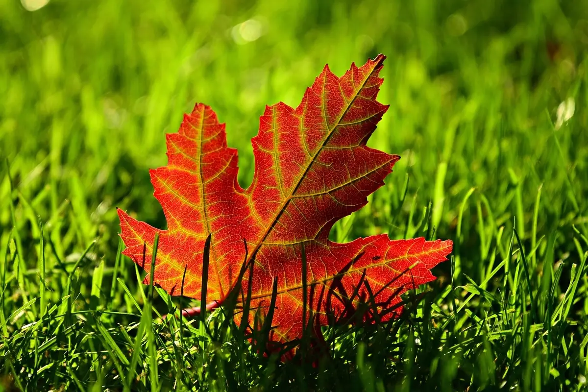 Se le foglie delle tue piante cadono non è autunno: ecco l’errore che stai commettendo