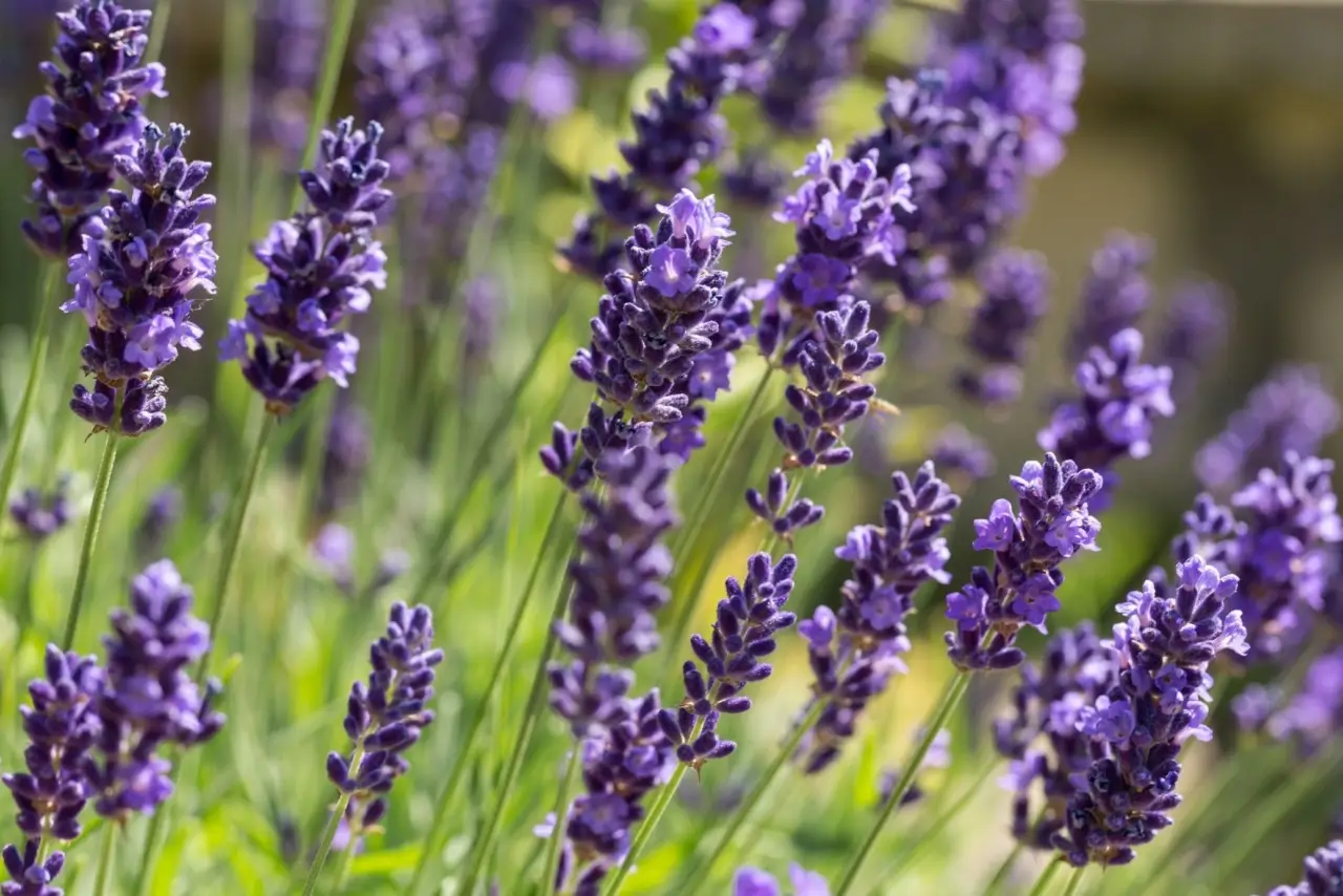 L’errore comune che uccide la tua lavanda: ecco dove non piantarla mai