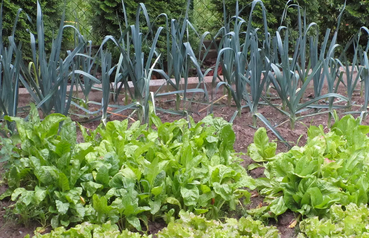 Non piantare questo ortaggio a ottobre: è ora di mettere a dimora queste verdure resistenti