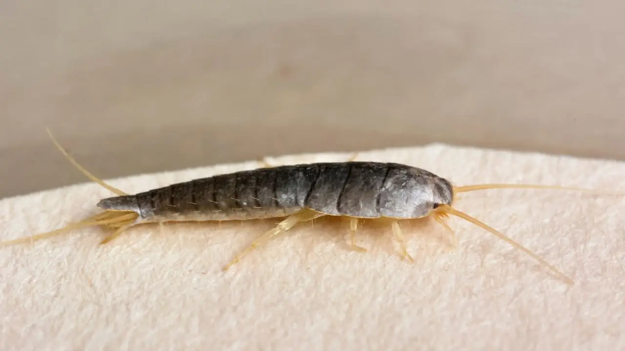 Elimina questi insetti dell’umidità che infestano il bagno con questo trucco naturale immediato