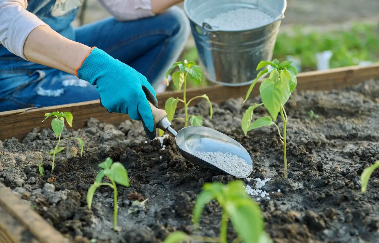 Il trucco dei vivaisti per far crescere le piante il doppio più velocemente: ecco cosa significa “pompare”