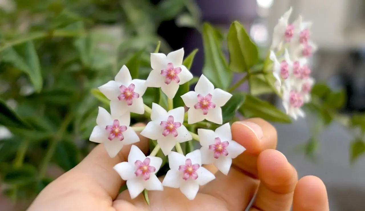 Se la tua pianta di fiori di cera non fiorisce hai sbagliato questo dettaglio banale