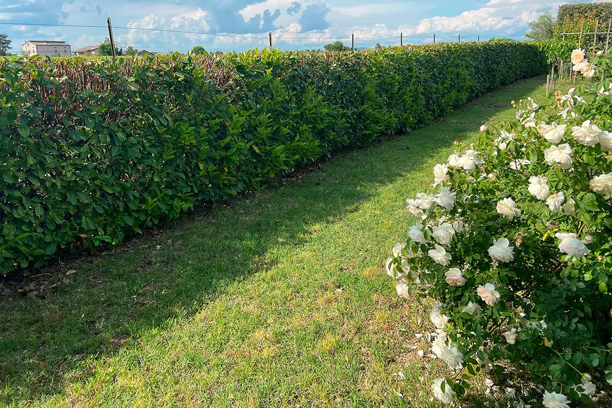 Photinia: come curarla per una siepe sempre perfetta e senza buchi