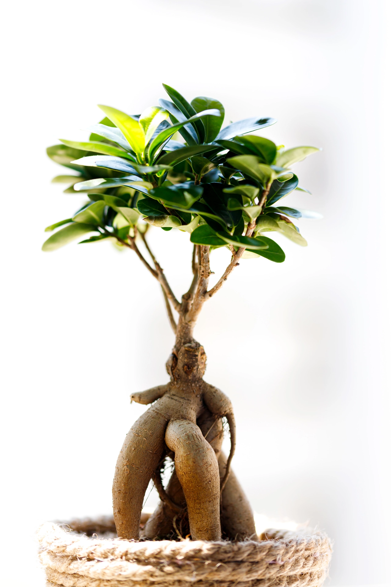 La pianta che porta fortuna e la sua leggenda: ecco cosa raccontare ai bambini