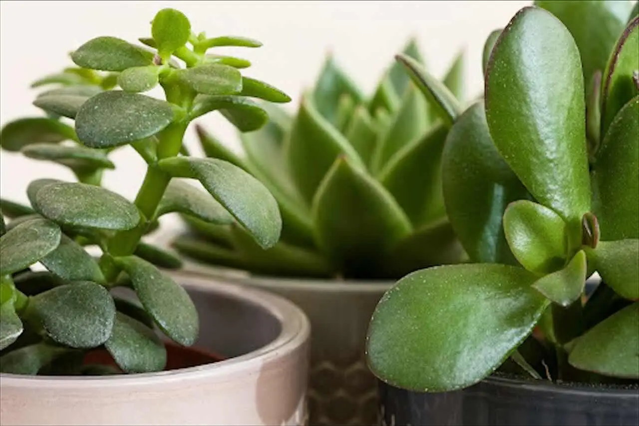 La tua pianta preferita ti sta uccidendo silenziosamente: ecco quale è e perché