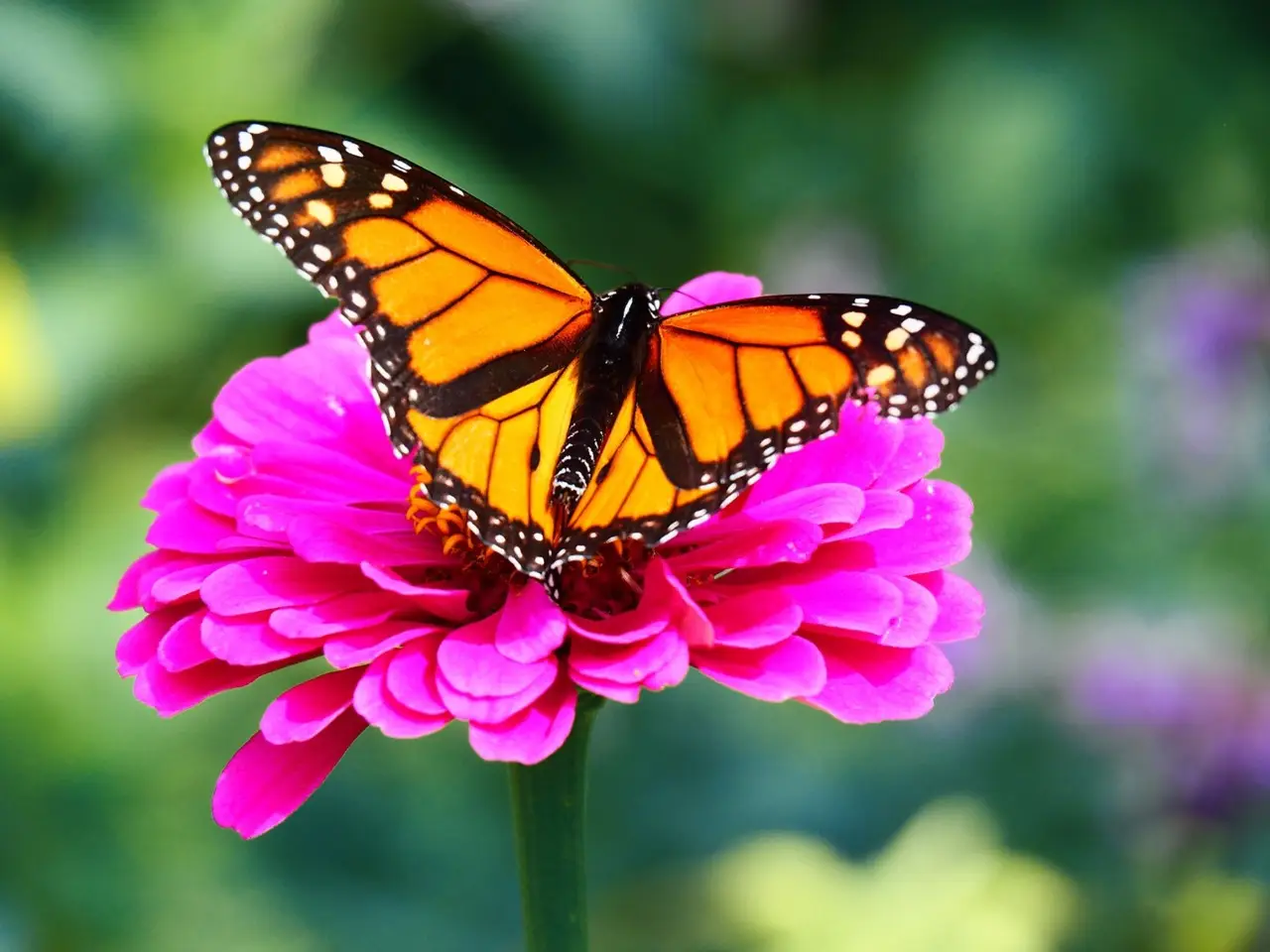 Ecco le piante che attirano le farfalle nel tuo giardino