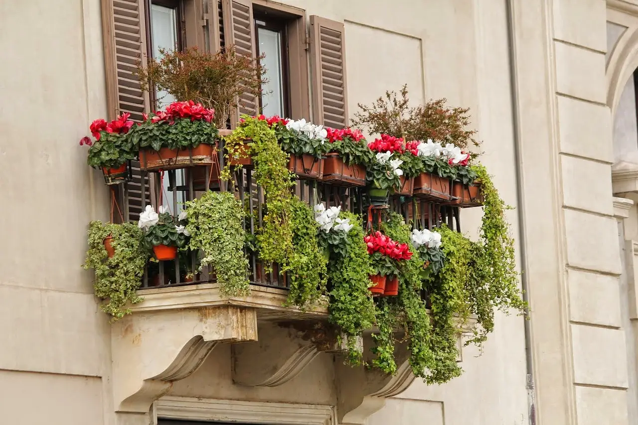 Quali sono le piante migliori per creare una barriera visiva sul balcone? I rampicanti in vaso
