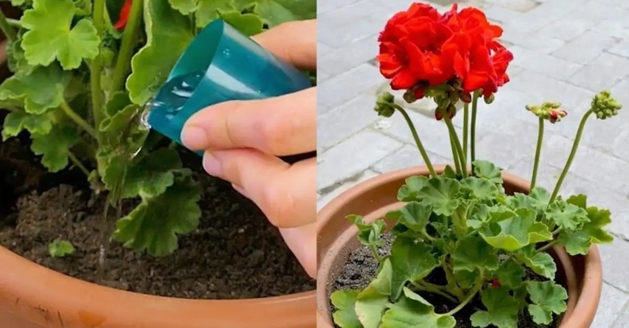 Stanco dei fiori che muoiono subito nei vasi? Ecco le alternative bellissime e indistruttibili