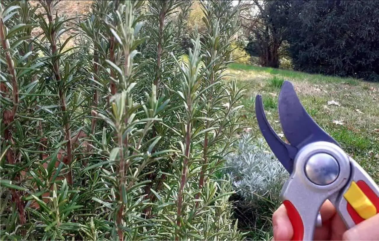 Come si fa a potare la lavanda dopo la fioritura? Il taglio per mantenerla compatta