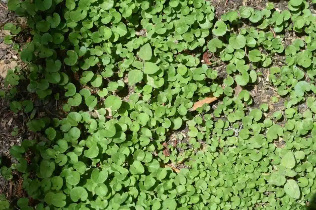 Quali sono le piante tappezzanti che non fanno crescere le erbacce? La soluzione per aiuole pulite