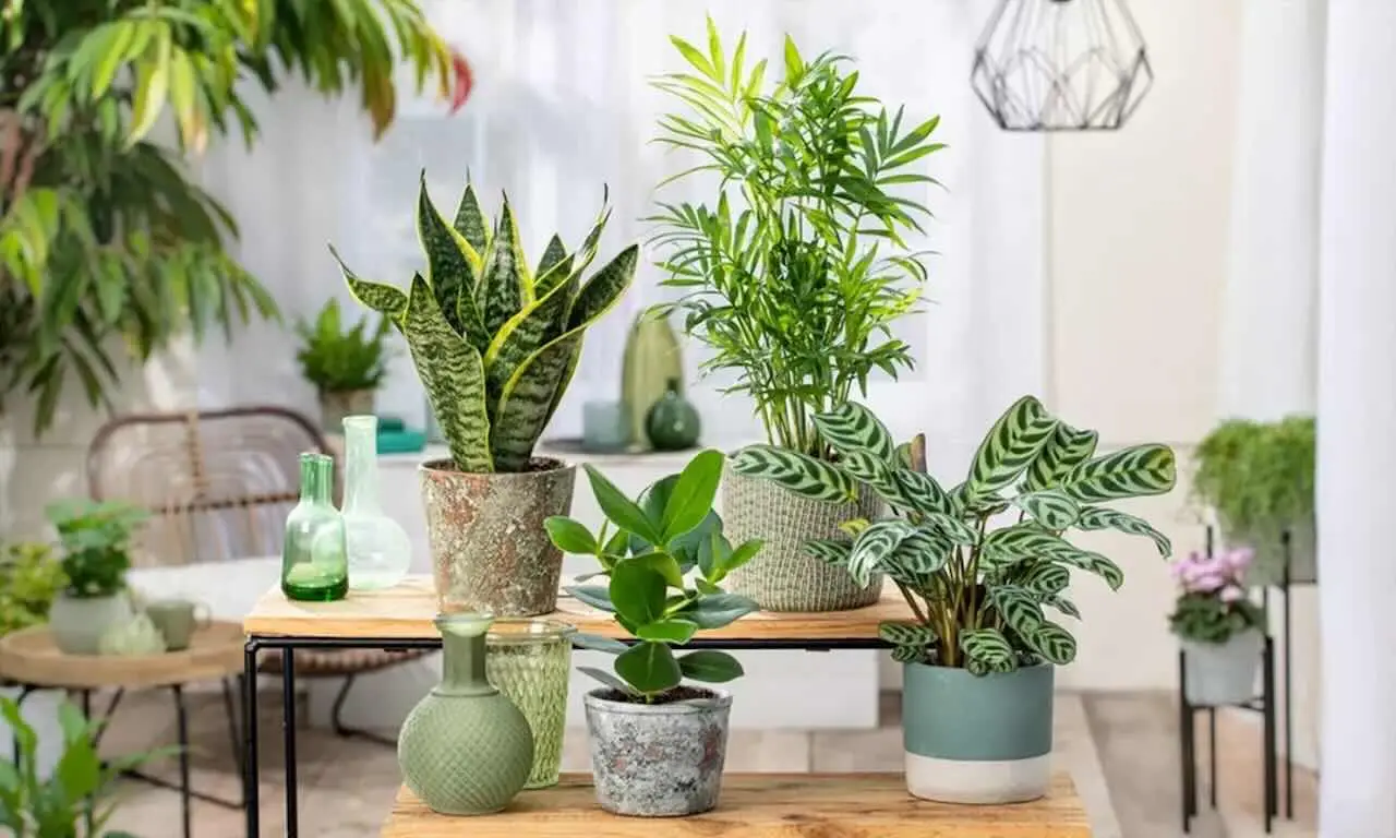 Quali sono le piante più adatte per un neofita? Le 5 specie con cui è impossibile sbagliare