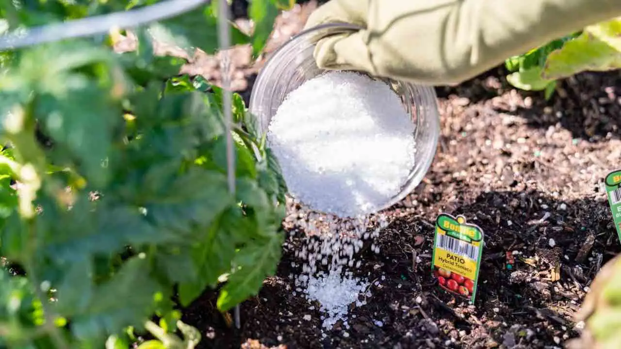 Come concimare le piante senza spendere soldi