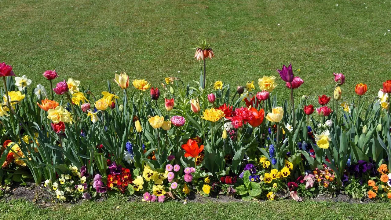 L’aiuola perfetta: ecco i fiori che devi scegliere per avere colori splendidi senza manutenzione