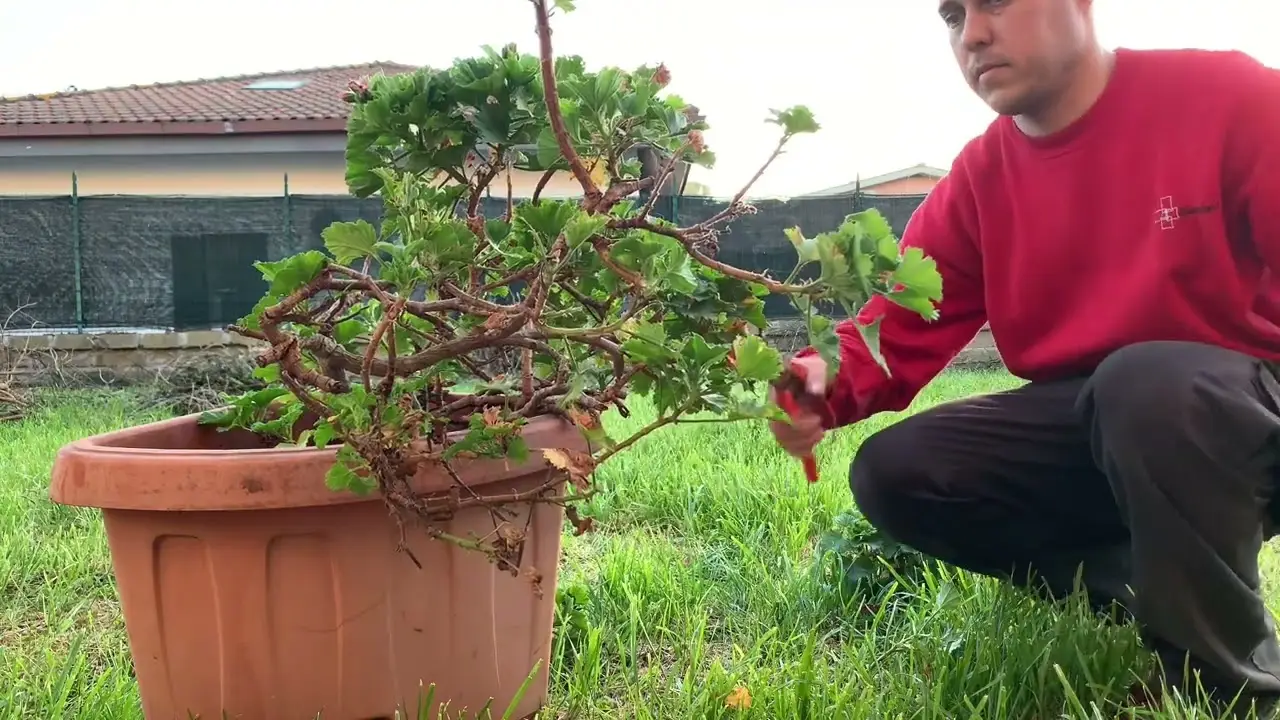 Attenzione! Questo errore rovina le piante in vaso
